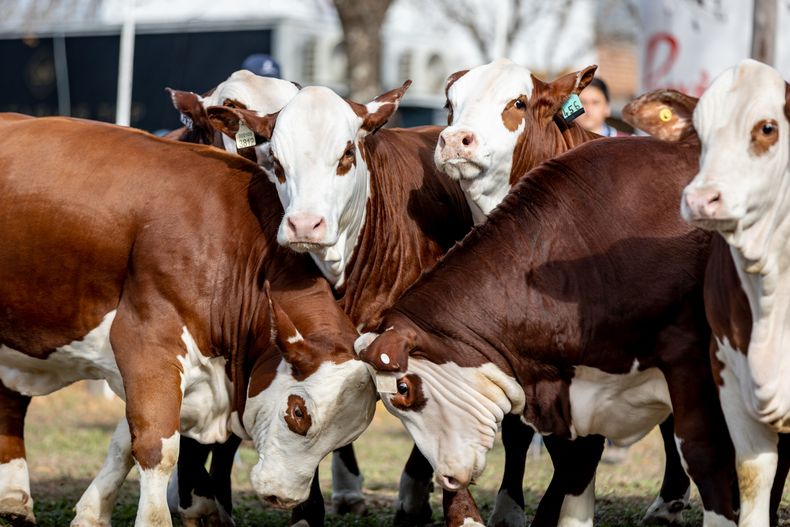 El evento refleja el avance de la raza Braford en el país, gracias a su adaptación, mansedumbre y calidad de carne.
