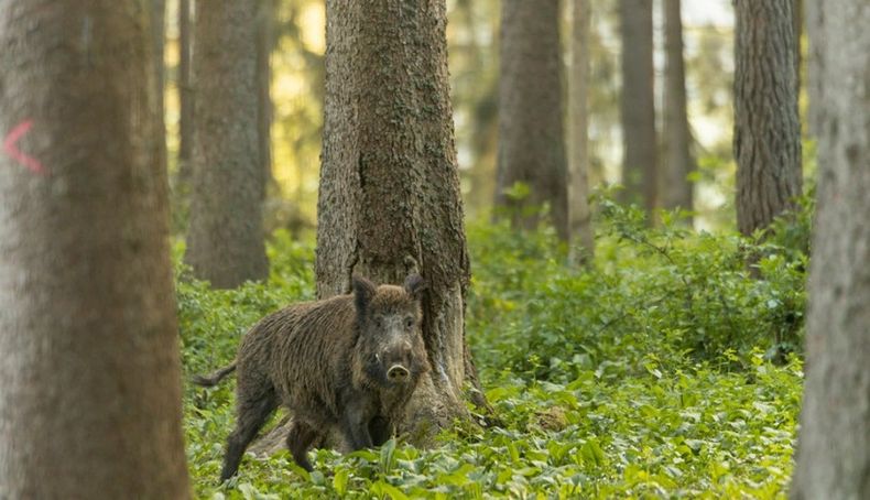 El jabalí es uno de los principales es uno de los reservorios silvestres de la triquinosis.