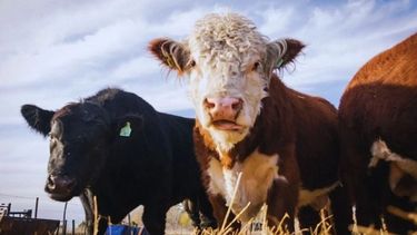 La vacunación antiaftosa cayó por tercer año consecutivo.