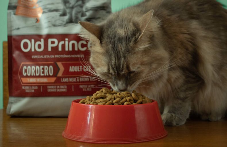 22082020 IMG_8260 1100x713 1.jpg