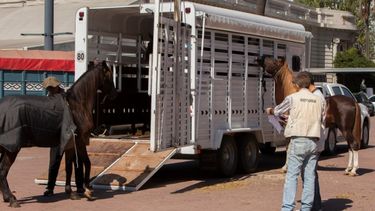 El certificado de anemia infecciosa equina es un documento indispensable para el traslado de los equinos.