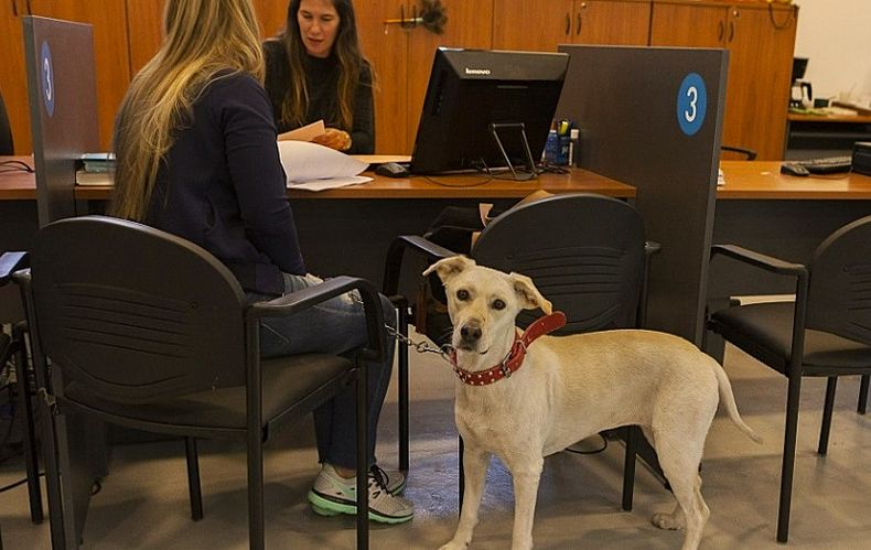 El Certificado Veterinario Internacional de animales de compañía se puede tramitar en el Senasa.