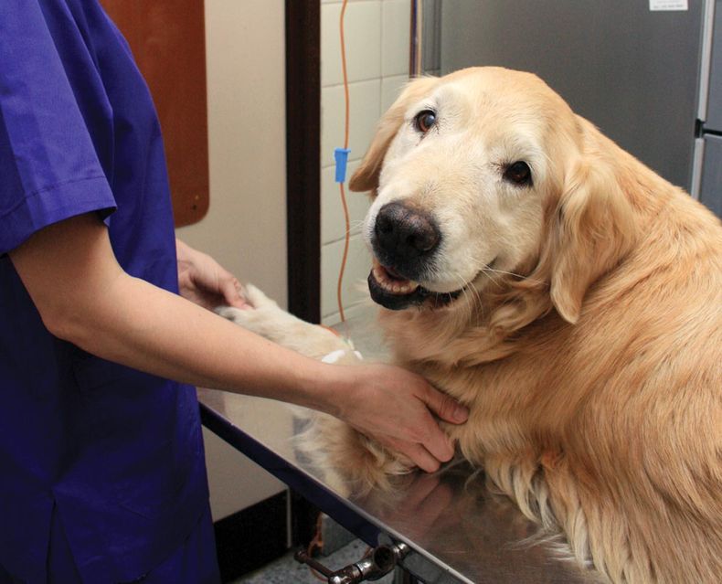 Chaco agresi n de los propietarios de mascotas contra las