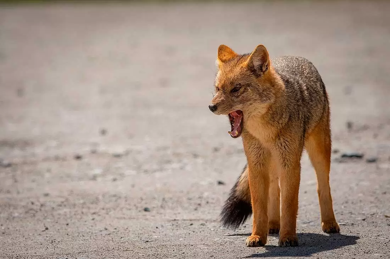 El zorro colorado ya presentaba síntomas de rabia al ser capturado.