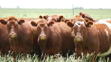 Biotecnologías aplicadas a la reproducción bovina, eje del nuevo curso del IPCVA.