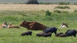 La OMSA apunta a mitigar zoonosis en entornos rurales mixtos. La OMSA apunta a mitigar zoonosis en entornos rurales mixtos.