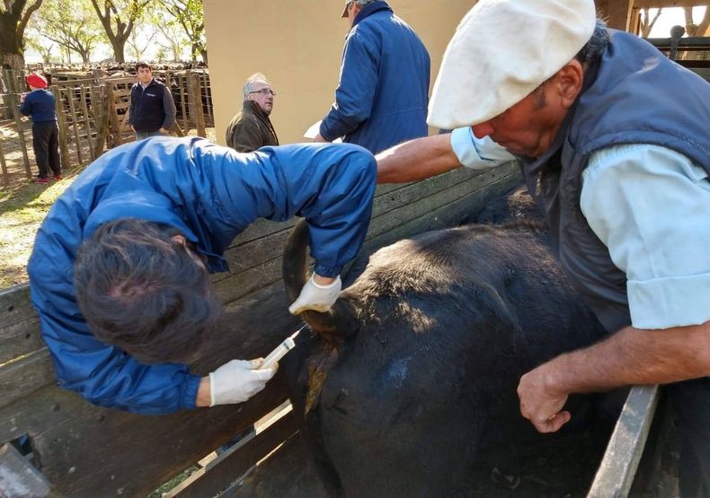 Brucelosis bovina. En cada predio los profesionales del Senasa recolectaron muestras serológicas.