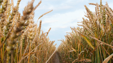 Se espera un 10% más de trigo de lo proyectado hace un mes.﻿