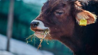 La recopilación y la publicación de los datos forman parte del mandato original de la OMSA.