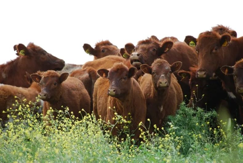 La fiebre aftosa, eje del debate sanitario y comercial.