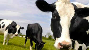 La producción láctea argentina cerró 2025 con 11.618 millones de litros históricos. La producción láctea argentina cerró 2025 con 11.618 millones de litros históricos.