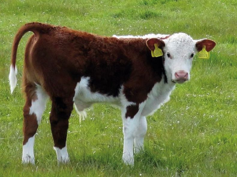 Invierno ternero.jpg