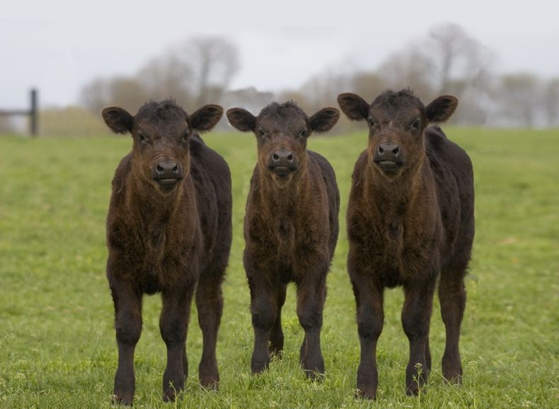 Abril fue el mes de mayor salida de terneros, según Rosgan.