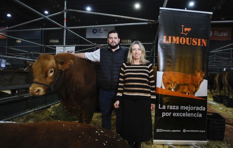 La genética Limousin, una herramienta probada para la producción eficiente de carne de calidad en Argentina.
