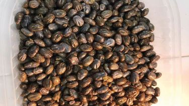 Garrapatas, uno de los grandes desafíos de la ganadería.