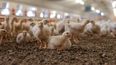 Senasa reforzó la preparación de sus veterinarios ante posibles brotes de influenza aviar.