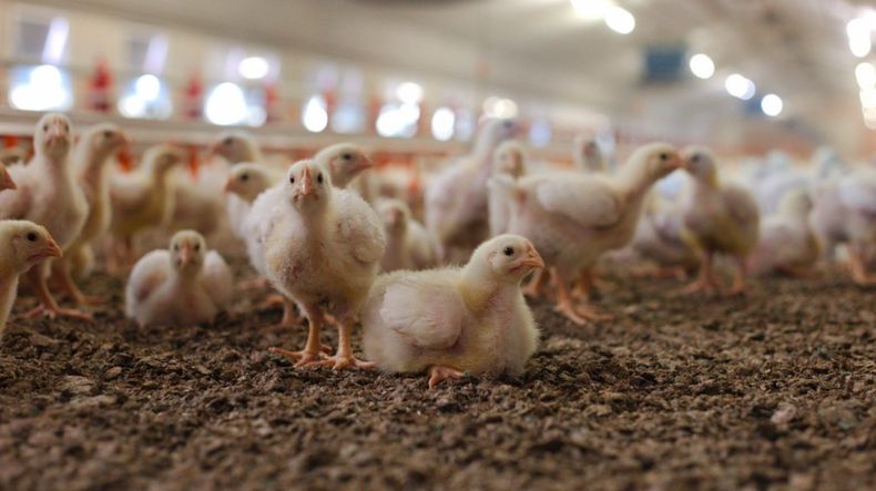 Senasa reforzó la preparación de sus veterinarios ante posibles brotes de influenza aviar.