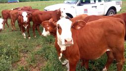 Manejo. Para INTA, diferir puede marcar la diferencia. Manejo. Para INTA, diferir puede marcar la diferencia.