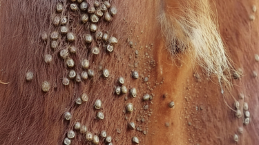 Un animal muy parasitado produce entre 60 y 80 kilos menos que uno sano.