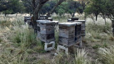 Senasa prohibe fipronil en productos para apicultura. 