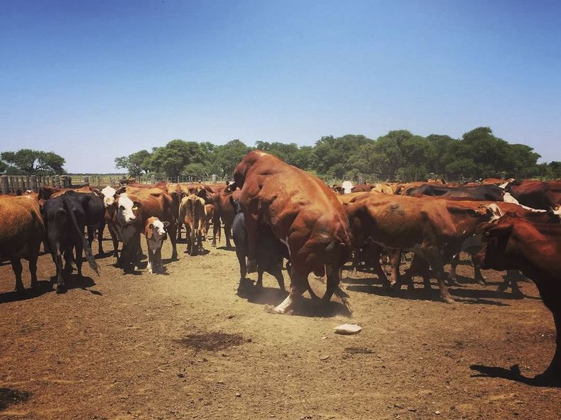 La revisión del toro es indispensable para la eficiencia reproductiva de cualquier establecimiento.