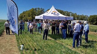 La innovadora tecnología de ACA fue desarrollada en su laboratorio biotecnológico de Pergamino.