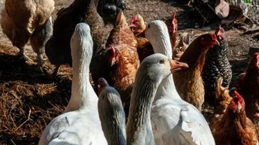 El brote de influenza aviar se detectó en animales de traspatio.