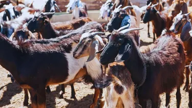 Los productores aseguran que el engorde a corral de caprinos le reportó un 95% de ganancia en sus primeras ventas.