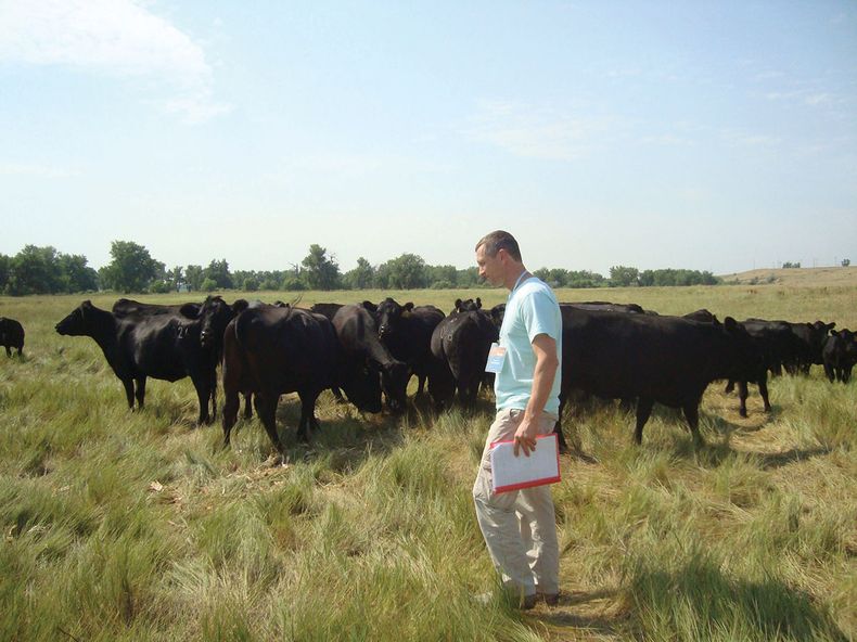 Aristocrat cattle.jpg