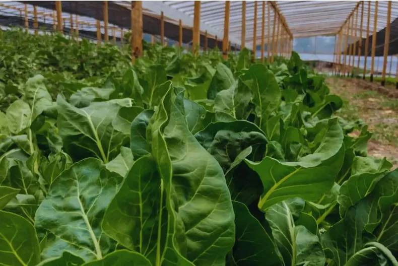 Los bioles impulsados por el INTA son una solución innovadora para la sostenibilidad de los cultivos.