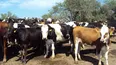 Cría bovina: clave planificar el manejo para enfrentar el invierno con eficiencia.