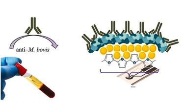 El kit portátil detecta de forma rápida anticuerpos contra la bacteria de la tuberculosis bovina en pequeñas muestras de sangre.