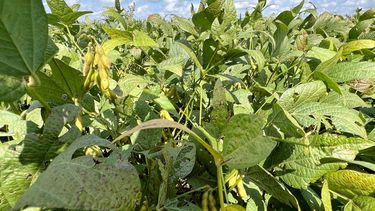 La sanidad en soja pasó de ser un aspecto a una dimensión transversal del rendimiento.