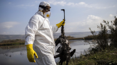 La prevención de zoonosis es clave para la salud pública y animal, bajo el enfoque de Una Sola Salud.