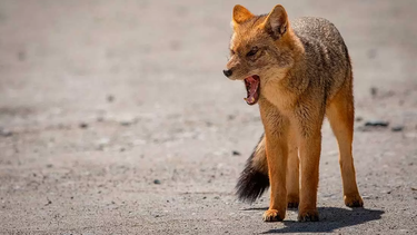 El zorro colorado ya presentaba síntomas de rabia al ser capturado.