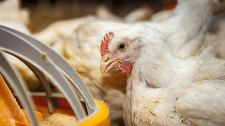 En lo que va de 2025 se han confirmado cinco brotes de influenza aviar en Argentina.