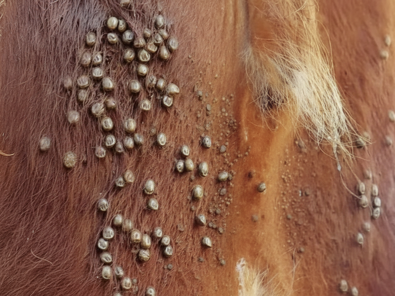 En Uruguay, la garrapata bovina le gana la batalla a los químicos.