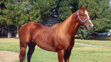 La FIAVE difundió una nueva guía de buenas prácticas para equinos deportistas.