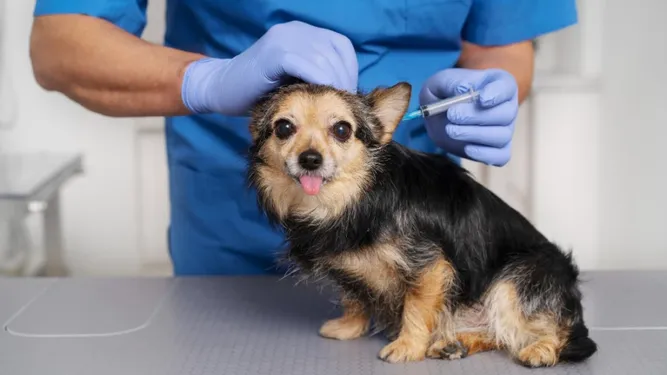 La nueva versión agregó contenido sobre nociones de vacunación básicas, anticuerpos maternos y temas actuales en vacunología clínica canina y felina.
