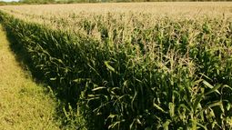 Actualización de la normativa para la autorización de fitosanitarios. Actualización de la normativa para la autorización de fitosanitarios.