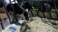 La rentabilidad del tambo se ve desafiada por el aumento de costos, medidos en litros de leche, en un contexto de fluctuaciones económicas.