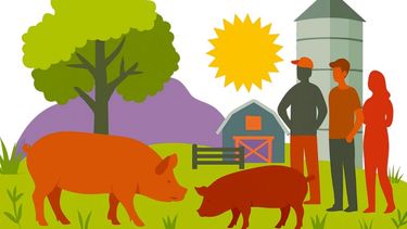 Producción porcina. La guía es un aporte a la eficiencia, sostenibilidad y bienestar animal. 