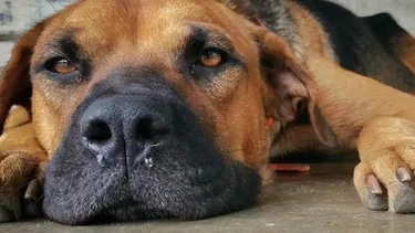 El diagnóstico veterinario en perros exige mirar más allá de la tos.