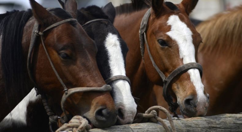 El acuerdo de CVIdefinitivo fue para las exportaciones de équidos deportivos y/o destinados areproducción.