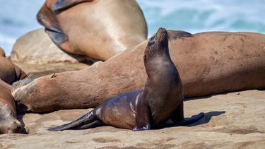 El cambio climático hamodificado los patrones migratorios de la fauna marina.