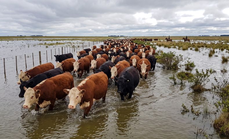 El Niño golpea fuerte a la ganadería litoraleña.