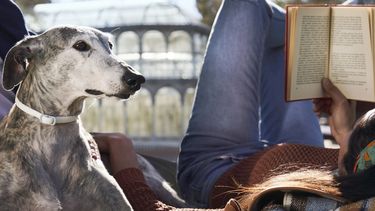 Leishmaniasis canina. Los collares Scalibor son desarrollados por MSD Salud Animal.