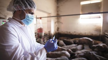 Hoy se celebra el Día Mundial de la Zoonosis en el marco del concepto de Una Salud.