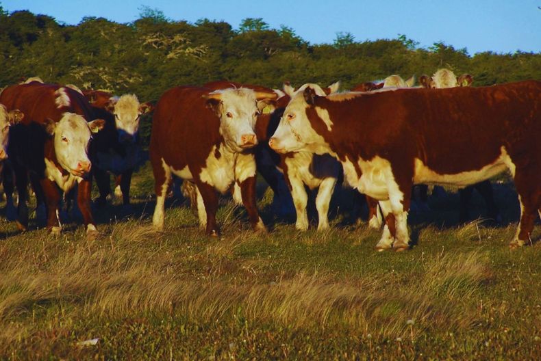 INTA y Argentina impulsan carne sustentable con mayor productividad.