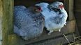 El caso de influenza aviar se detectó tras analizar patos y gallinas de traspatio.